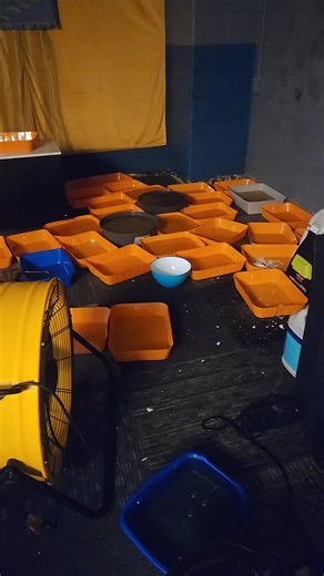 Cat Rescue: Preparing to Pull Up Carpet