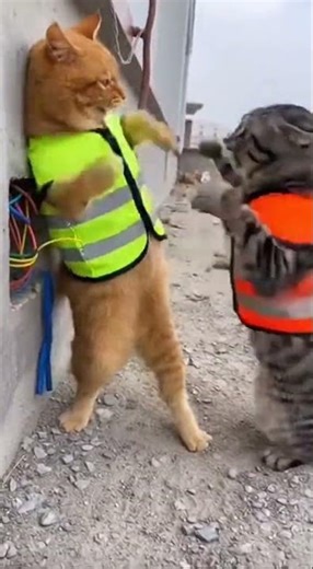 This job site is FALLING APART #cats #humor