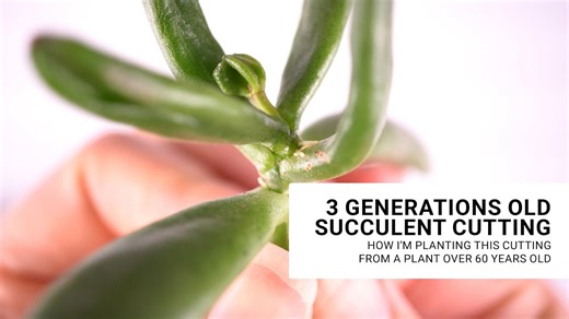How to plant succulent cuttings and when new roots will grow