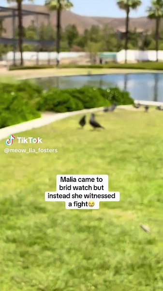 Malia loves to bird watch 🕊️but today had a twist 😭 #adayinthelife #catlife #birdwatching #catsoftiktok