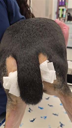 #vettechhacks #vettech #vettechlife #vetmed | Vet Tech