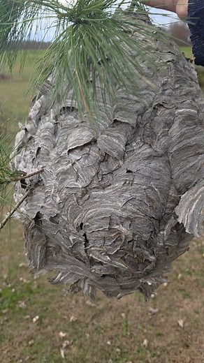 Big old hornet nest in the yard this morning after some extreme winds. #hornets #wasps #Swarmstead | Swarmstead Bees and Gardening