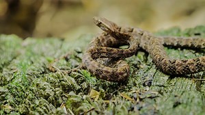 298K views · 6.1K reactions | Various food chains maintain the balance of the natural world. The chains form and break, abiding by the theory of evolution. This is apparent in the Pond of Nine Dragons, a fault basin in Mount Fanjing, where witnesses in the wild take part in the fascinating process. | CGTN | Facebook