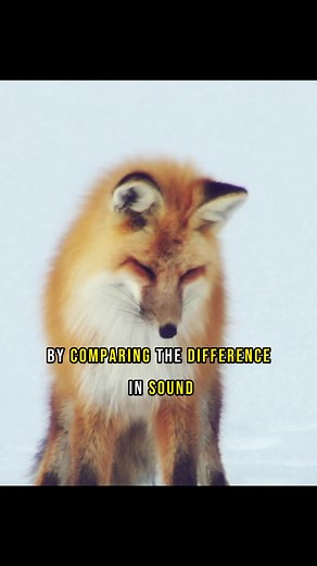 Red Fox Hunting Technique: Diving into Snow for Prey