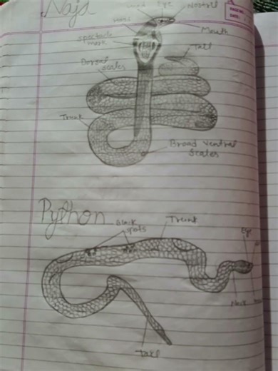 ✨zoology project work ✨