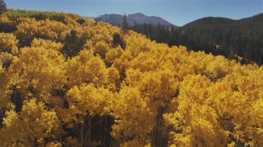 Here's the science behind Colorado's vibrant fall colors