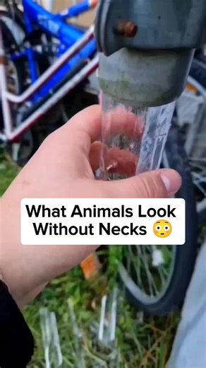 What Animals Look Like Without Necks