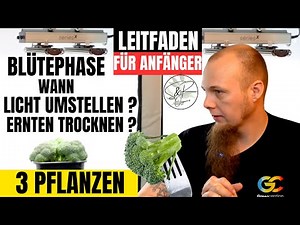 Cannabis Anbau Anfänger Leitfaden für 3 Pflanzen Blütephase Licht einstellen ernten und trocknen .