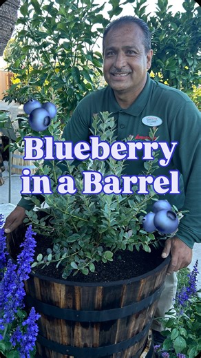 4.6M views · 693K reactions | Grow blueberries in a barrel! 𢡄 These...