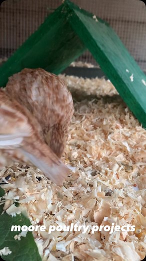 The Blonde Bobwhite Quail #quail #poultry #bobwhitequails #blondbobwhitequail #birds #poultryfarm #exoticquail | Moore poultry projects