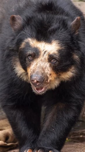 Meet the spectacled bear — South America’s only native bear, rocking those natural sunglasses 😎 #SpectacledBear #AndeanBear | PAW POINT UK