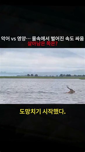 악어 vs 영양… 물속에서 벌어진 속도 싸움 살아남은 쪽은? #영양 #악어 #야생동물 #생존드라마 #초원다큐 #foryou #foryoupage #fyp #tiktok