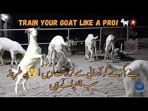 How To Train Your Goats | Goats Training | FarmerLifeExplorer
