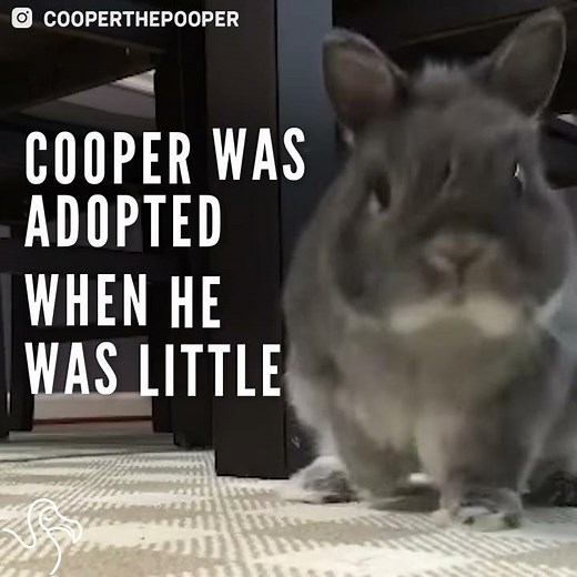Rescue Rabbit Loves To Play