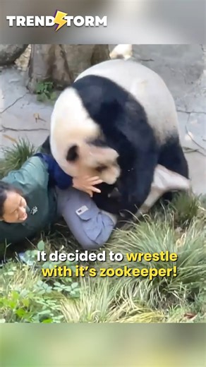 For everyone who dreams of being a cute panda zookeeper, sometimes it's not all roses and sunshine! They are BEARS 😳 | TrendStorm