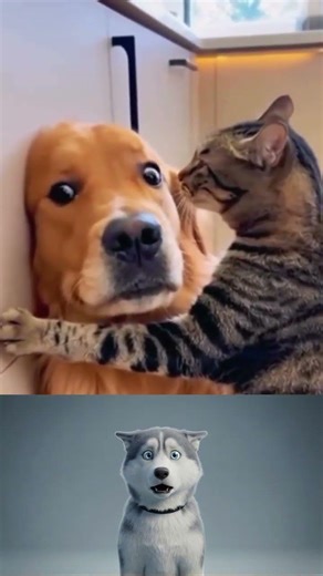 “Husky Reacts to Hilarious Animal Fails 🐶😂”