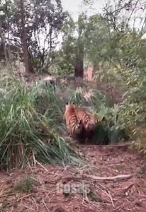 60K views · 46 shares | The top action scenes in your life    | Videoz007 | Facebook