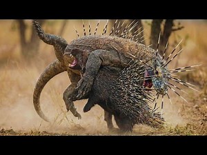 Porcupine vs Komodo: The Moment Predators Realize They Made A Fatal Error | Animal Fight