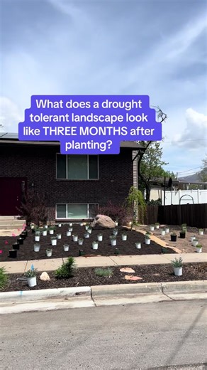 Perennial-only landscapes take about three years to completely fill in to mature size. (Year one they sleep, year two they creep, year three they leap!) Still, this client consult (we helped with plant suggestion and placement but the client DIYed the whole project!) is coming along really nicely after just one season. In the two years before a landscape fills in, it’s emportant to mulch heavily and stay on top of hand weeding (weeds love recently disturbed, exposed soil!) once your plants fill 