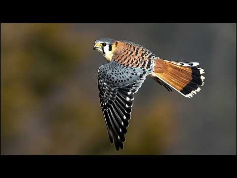 American kestrel Sounds