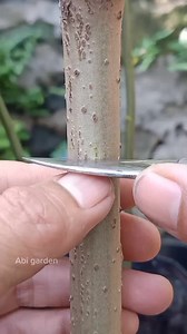 1.2K views · 633 reactions | T-budding method #budding #budgrafting #chipbudding #graftingplants #graftingtechniques | Abi Garden | Facebook