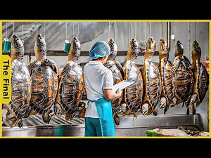 How Farmers Raise 15.5 Millions of Soft-Shelled Turtles - Turtles Processing | Farming Documentary