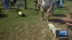 Earlier this week nine very good puppies flew into Seattle starting their journey to becoming service dogs. | KOMO News