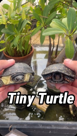 Zoo Med Laboratories, Inc. on Instagram: "Today, we have a battle of the TINY TURTLES! The African Dwarf Mud Turtle, or Pelosius nanus, vs The North American Spotted Turtle, or Clemmys guttata. The African Dwarf Mud Turtle calls the swamps of Angola, Dominican Republic of Congo, Zambia, and Malawi home and has one of the most endearing personalities out of all turtle specie. The North American Spotted Turtle is a Northeastern United States native and calls bogs and marshes home and sports some o
