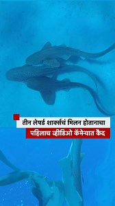 52K views · 169 reactions | तीन लेपर्ड शार्क्सचं मिलन होतानाचा पहिलाच व्हीडिओ कॅमेऱ्यात कैद麗 #Sharks #animals | BBC News Marathi | Facebook
