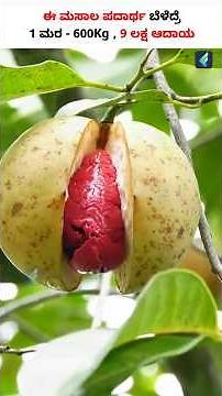Nutmeg Farming: Tips for High-Yield Harvests! 🌱 #shorts #nutmegfarming #spicefarming