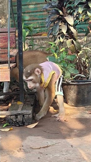 monkey dog lovely #monkey #dog #animals #monkeychallenge