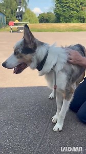 UPDATE: Merlin has found the most wonderful new home with a fantastic family, we couldn't be more pleased for him 🐾 Meet Merlin 🐾 Merlin is a unique character. He’s clever, observant, and very much his own dog. He takes his time getting to know people, and may not offer instant affection — but once you’ve earned his trust, you’ll find a loyal, thoughtful companion who genuinely wants to connect. Merlin needs someone who understands boundaries, respects space, and doesn’t expect a “ready-made p