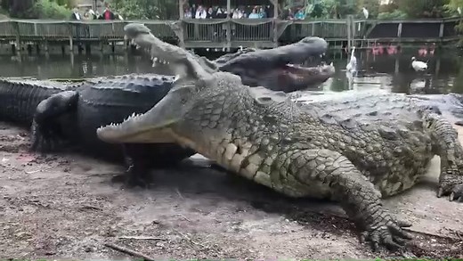Boss Challenge: Lyle the Nile Crocodile Running at Gatorland