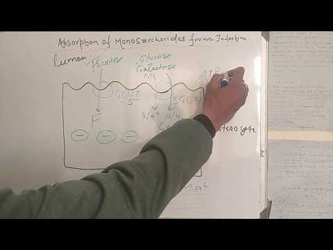 Absorption of Glucose in Intestine |GI PHYSIOLOGY |GI BIOCHEMISTRY |MBBS BDS