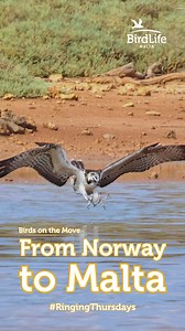 🌍🕊️ Birds on the move! In 2024, we recorded 46 birds with rings from 20 different countries and 22 different species landing in Malta! 🐦✨ 🦩 The oldest? A 26-year-old Greater Flamingo (Fjamingu) ringed in Spain as a chick, spotted at Salina! 🦅 The fastest? An Osprey (Arpa) travelled from Norway to Għadira in just 9 days! From Finnish Sedge Warbler (Bufula tas-Simar) to Swedish Willow Warbler (Vjolin Safrani), these incredible journeys reveal how Malta is a vital stop for migrating birds. 🗺️
