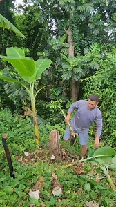 20K views · 698 reactions | Aprovechando que estamos en luna menguante saco varias semillas de platano para resembrarlas en la finca  Aquí no paramos hay que seguir sembrando para seguir cosechando Bendecida noche mis Jibaritos y Jibaritas!!! | Babynice PR | Facebook