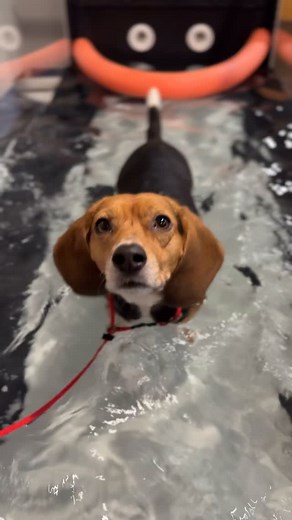 Who says workouts can’t be fun? 😁 Our canine gym is a pawsitive place where fitness meets play.💪🏼🐾 Come sniff it out! | Fit Dog Canine Fitness & Wellness
