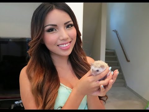 Meet my pet Hedgehog Poki !!!