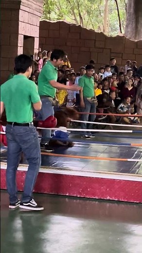 Monkey boxing match at the zoo 🥊🐵