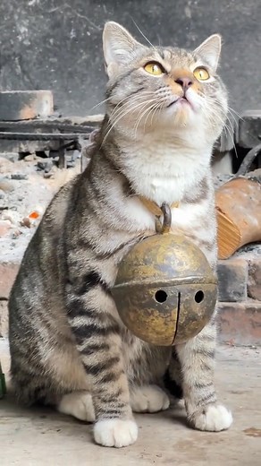 15K views · 283 reactions | Quả chuông mèo 藍 | HD Remix | Facebook