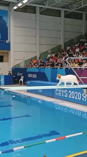 Funniest Cat Moments Compilation You Can't Miss