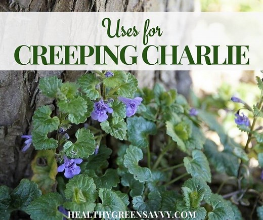 Creeping Charlie ~ An Overlooked Edible & Medicinal Herb