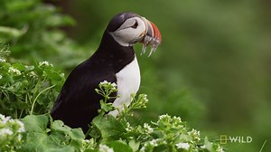 132K views · 1.7K reactions | Over 160,000 puffins call this place home for a few months every summer. | National Geographic History | Facebook