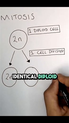 Mitosis vs Meiosis – What’s the Difference? ✨ Struggling to tell...
