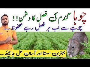 How to control field Mouse in wheat & other crops || Agriculture information by Taseen