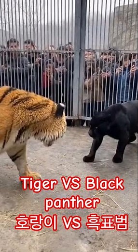 흑간지와 대결!tiger vs blackpanther,호랑이 블랙팬서 흑표범,호랑이vs흑표범,tiger black panther,호랑이 표범,검은 표범 호랑이,