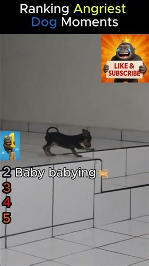 Top 5 Angriest Dogs 😡🐕 | You Won’t Believe #1