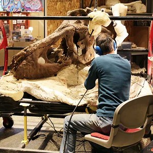 All bones are accounted for in T. rex skull