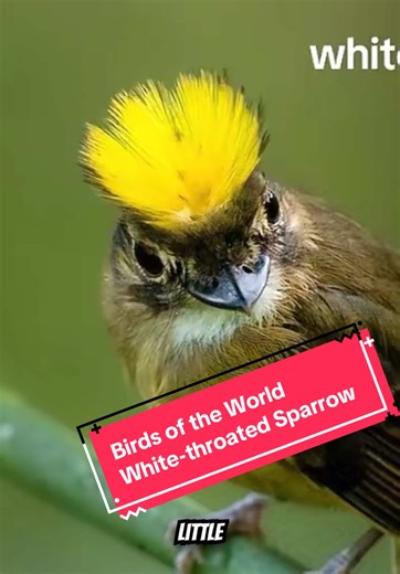 White-throated Sparrow, dramatic little bird of the rainforest. Birds Of The World Facts Birds Around The World Birds You Need To See Unique Bird Species Of The World Rare Birds From Every Continent Amazing Bird Behavior Facts Exotic Birds Of The World Bird Watching Wonders Worldwide Fascinating Bird Species Facts Incredible Birds You’ve Never Seen Bird Identification Guide #BirdsOfTheWorld #BirdFacts #Birdtok #Birdsoftiktok #BirdWatching