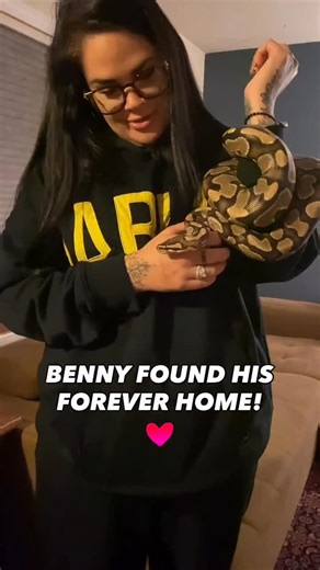 A Shedding Chance Reptile Rescue Inc. on Instagram: "Huge congratulations to Benny the ball python for finding his forever home! 🐍💛 These are the moments we live for — the soft goodbyes, the hopeful new beginnings, and knowing one more little life is safe, loved, and exactly where they belong. Happy forever, sweet Benny."